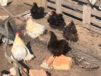 Pekin Bantam — photo 1