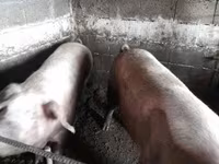 母猪, Pigs — 照片 6