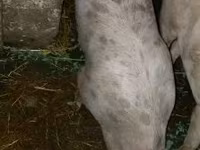 公猪, Pigs — 照片 2