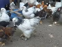 براهما — الصورة 2