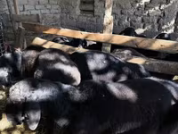 Qoyunlar (partiya, cinsi göstərilməyib), Qoyunlar — foto 1