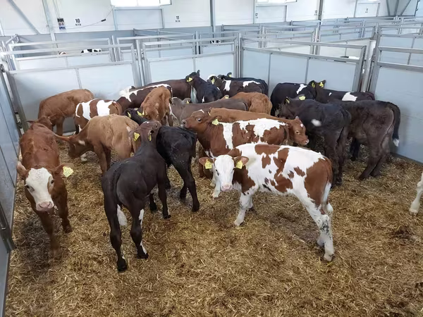 Tehén, Russian Black pied cattle