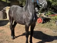 母马, Percheron — 照片 3