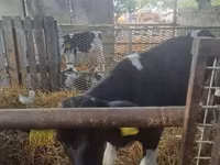 Bika, Russian Black pied cattle — 2. fotó