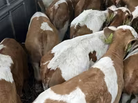 Bika, Simmental cattle — 1. fotó
