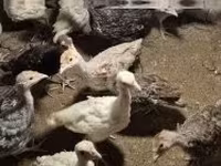 Turkeys — foto 2