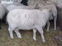 Kos, White Suffolk sheep — 4. fotó