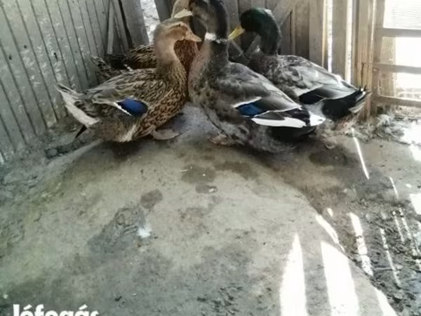 Ducks