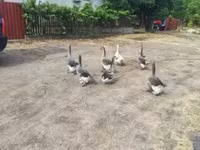 Geese — 2. fotó