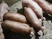 Eber, Schweine — Foto 3