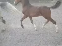 घोड़ा, Dutch warmblood horse — फ़ोटो 2