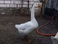 Geese — 3. fotó