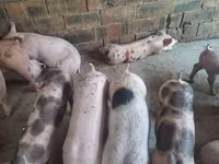 公猪, Pigs — 照片 5