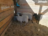 भेड़, Racka sheep — फ़ोटो 4