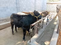 Bulle, Swiss cattle — Foto 2