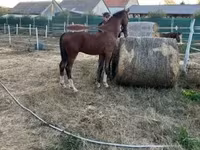 公马, Dutch warmblood horse — 照片 7