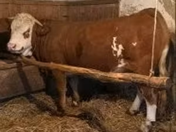 Krowa, Simmental cattle