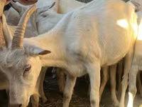 Goat, Saanen goat — photo 7