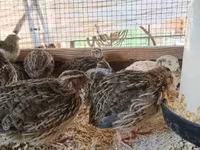 Quails — foto 7