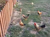 Chickens — foto 2