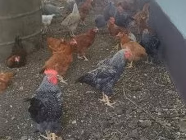Guinea fowl