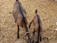 Bode, Alpine goat — foto 7