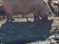 Sow, Pigs — photo 1