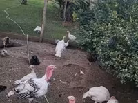 Turkeys — photo 1