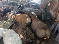 Schaf, Rhon sheep — Foto 4