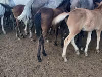 Yegua, Caballos — foto 1