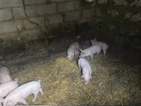 Boar, Pigs — photo 2