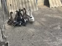 Ducks — 照片 5