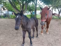 घोड़ी, Hungarian horse breed — फ़ोटो 1