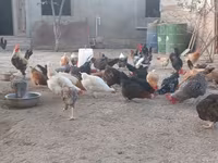 Chickens — Foto 7