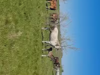 Бие, Kazakh horse — 2-сурет