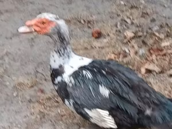 Ducks — Magyarország