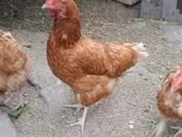gallina danesa — foto 5