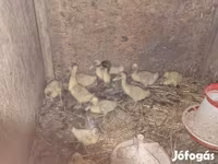 Ducks — photo 3