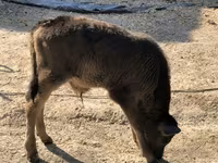 सांड, भूरा लातवियाई — फ़ोटो 3