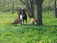 母山羊, Goats — 照片 1