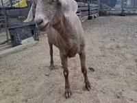 Schaf, Schafe — Foto 4