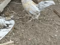 Chickens — 1-сурет