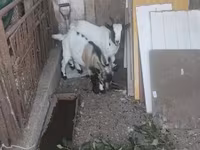 Kozel, Dutch Landrace goats — foto 5