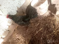 japán bantam — 4. fotó