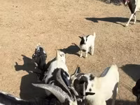 Koza, Dutch Landrace goats — foto 6