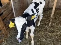 Toro, Raza Holstein — foto 3