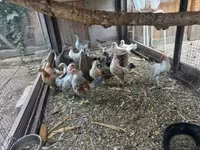Bantam Holandês — foto 3