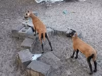 母羊, Cameroon sheep — 照片 1