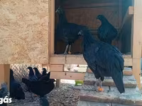 Ayam Cemani — 3. fotó