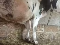 Cattle (batch, sex not specified), Russian Black pied cattle — photo 1
